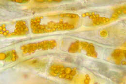 Image of Trentepohlia aurea