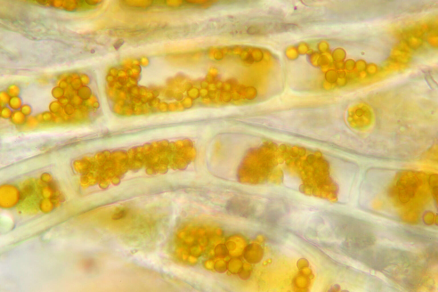 Image of Trentepohlia aurea