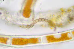 Image of Trentepohlia aurea