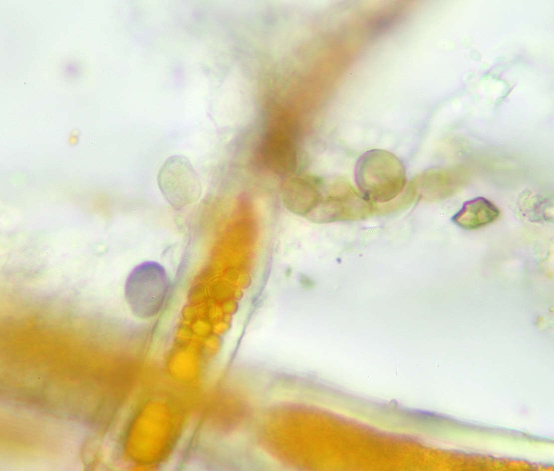 Image of Trentepohlia aurea