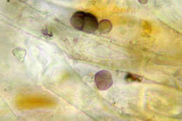 Image of Trentepohlia aurea