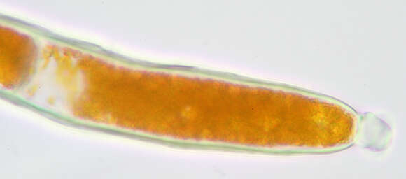 Image of Trentepohlia aurea