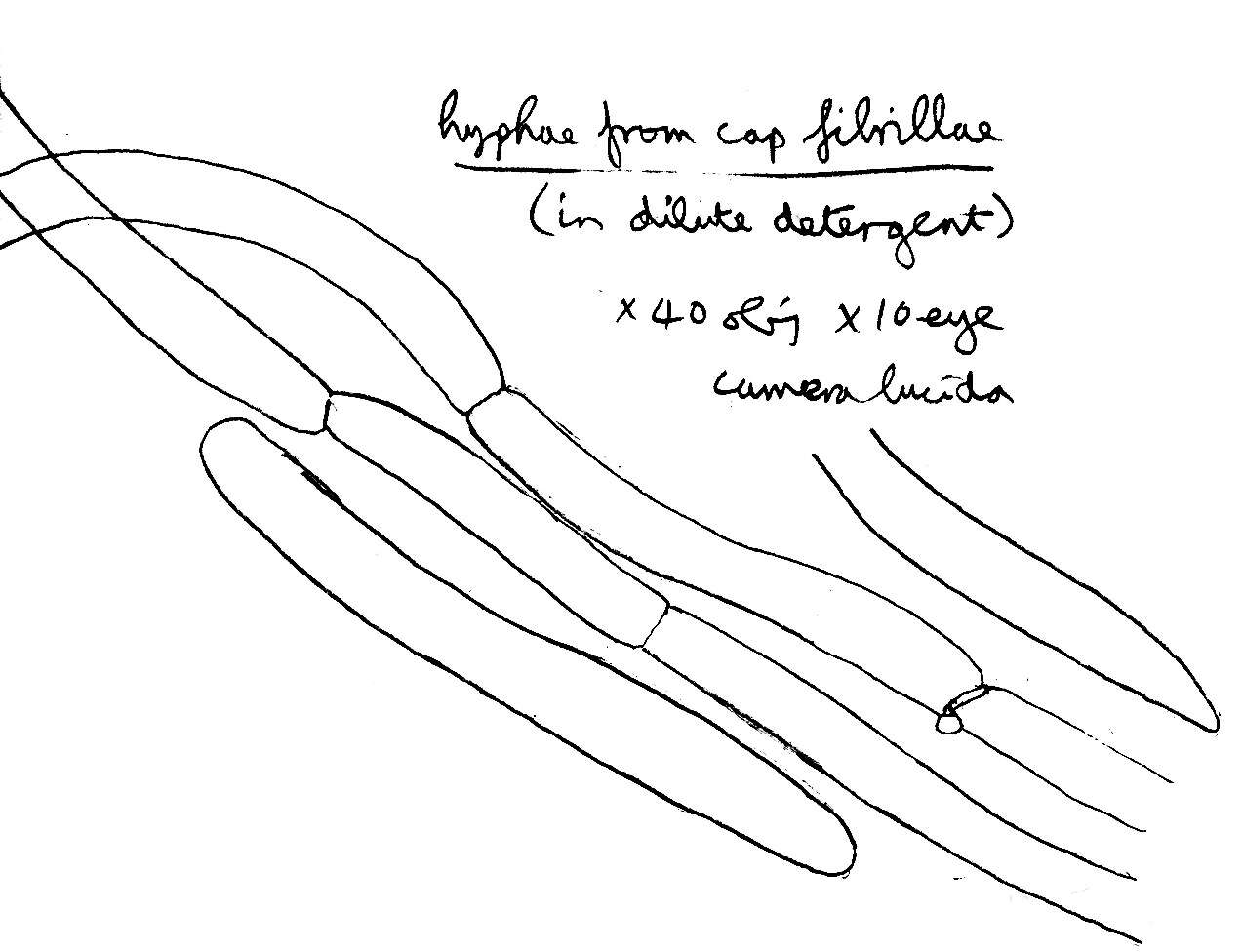 Image of Lepiota boudieri Bres. 1884