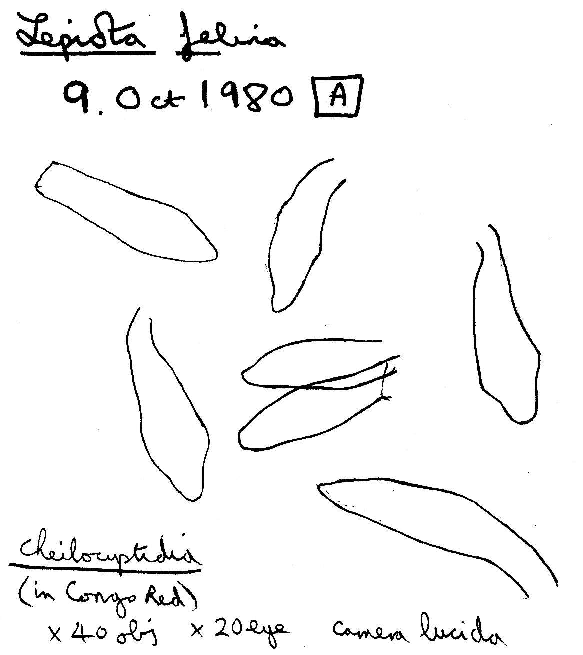 Слика од Lepiota felina (Pers.) P. Karst. 1879