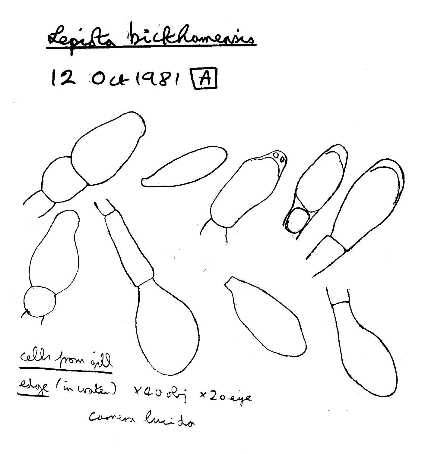 Imagem de Lepiota bickhamensis P. D. Orton 1984