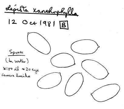 Image of Lepiota xanthophylla P. D. Orton 1960