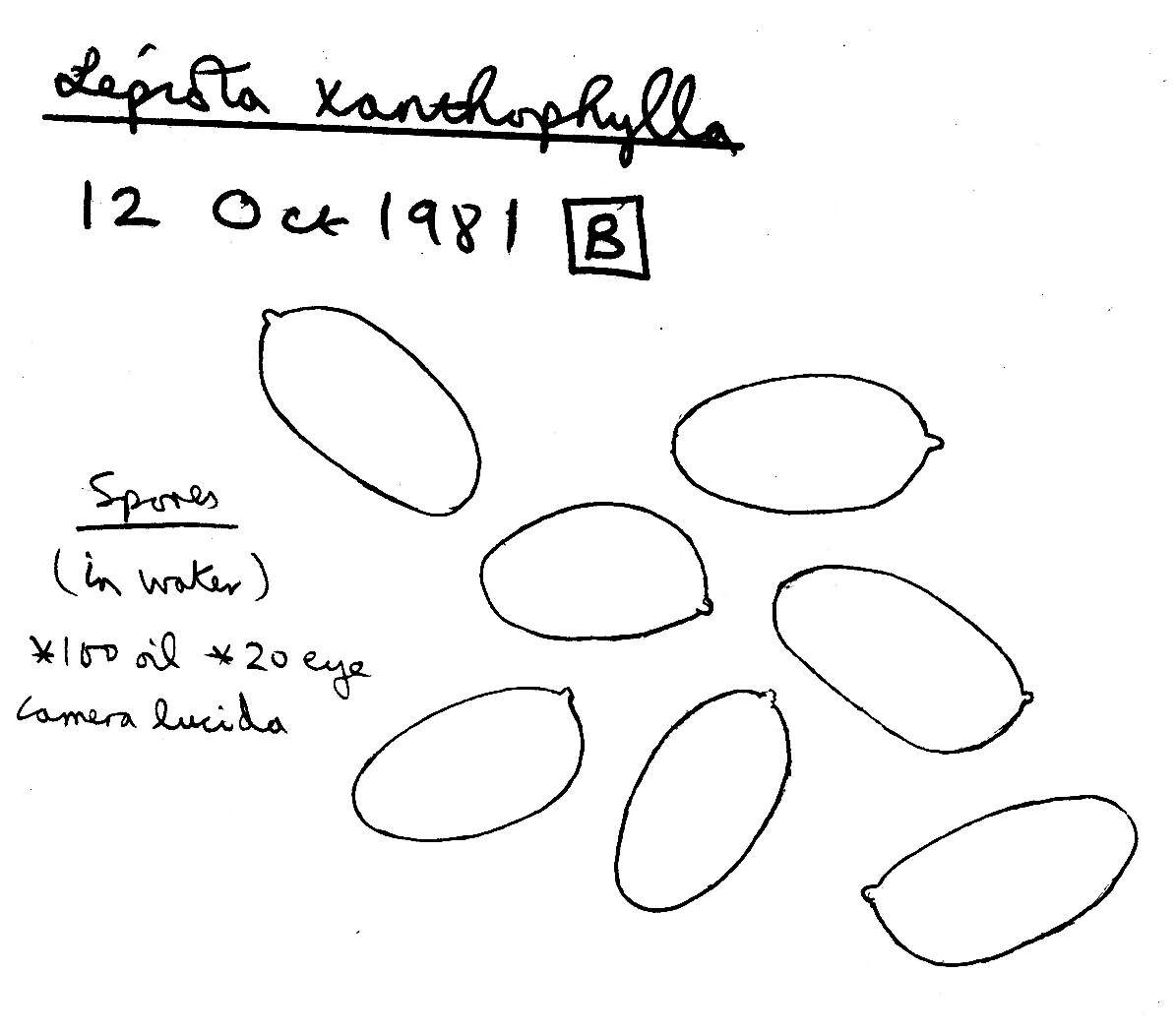 Image of Lepiota xanthophylla P. D. Orton 1960