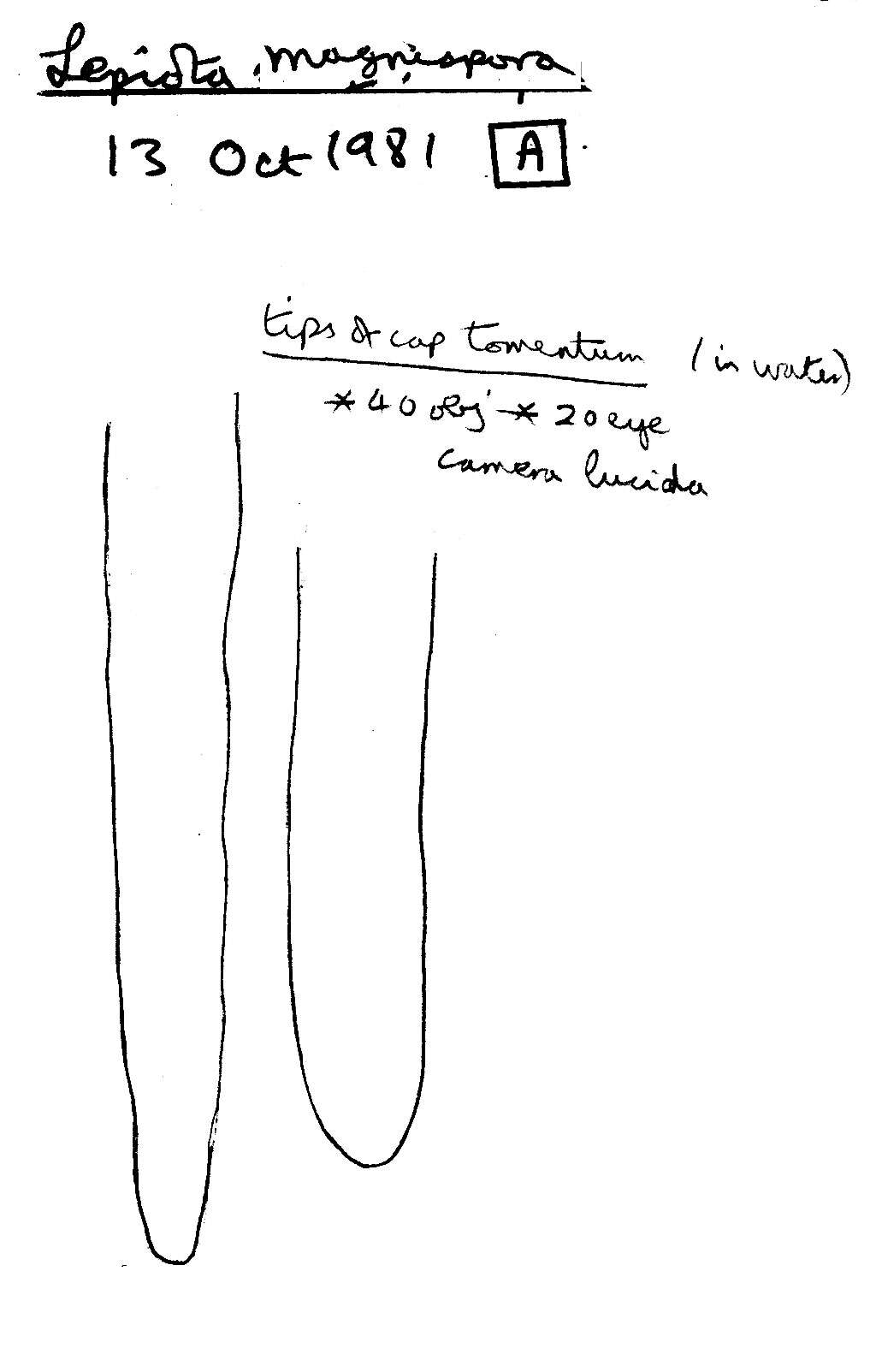 Image de Lépiote à spores ventrues