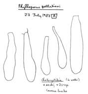 Phylloporus pelletieri (Lév.) Quél. 1888的圖片