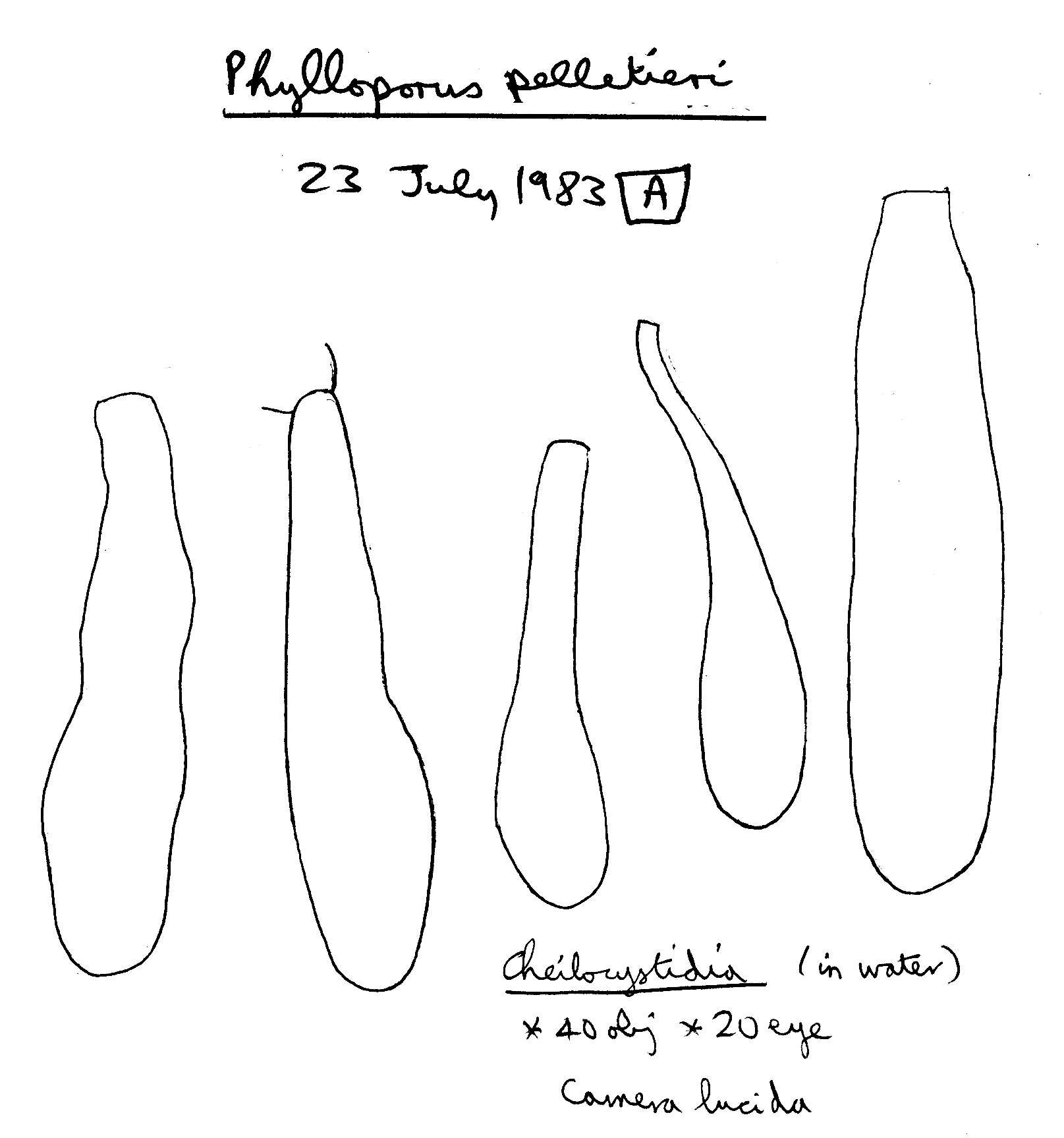 Phylloporus pelletieri (Lév.) Quél. 1888的圖片