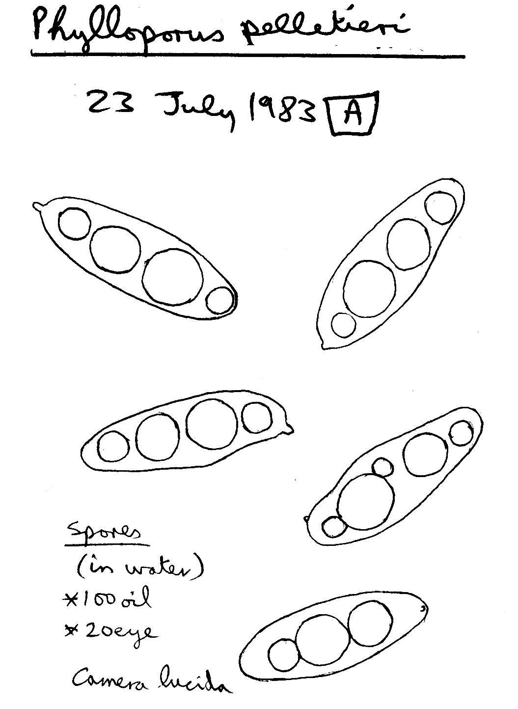 Phylloporus pelletieri (Lév.) Quél. 1888的圖片