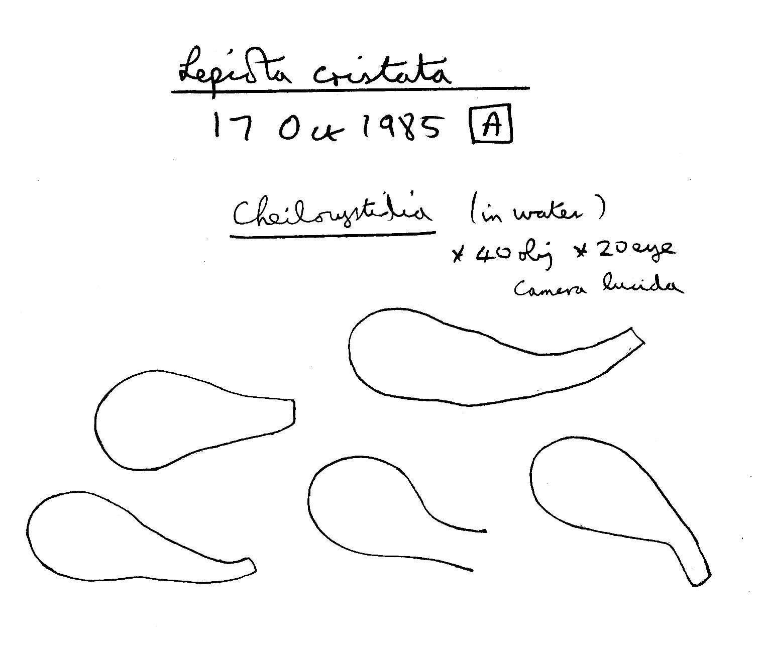 Слика од Lepiota cristata (Bolton) P. Kumm. 1871