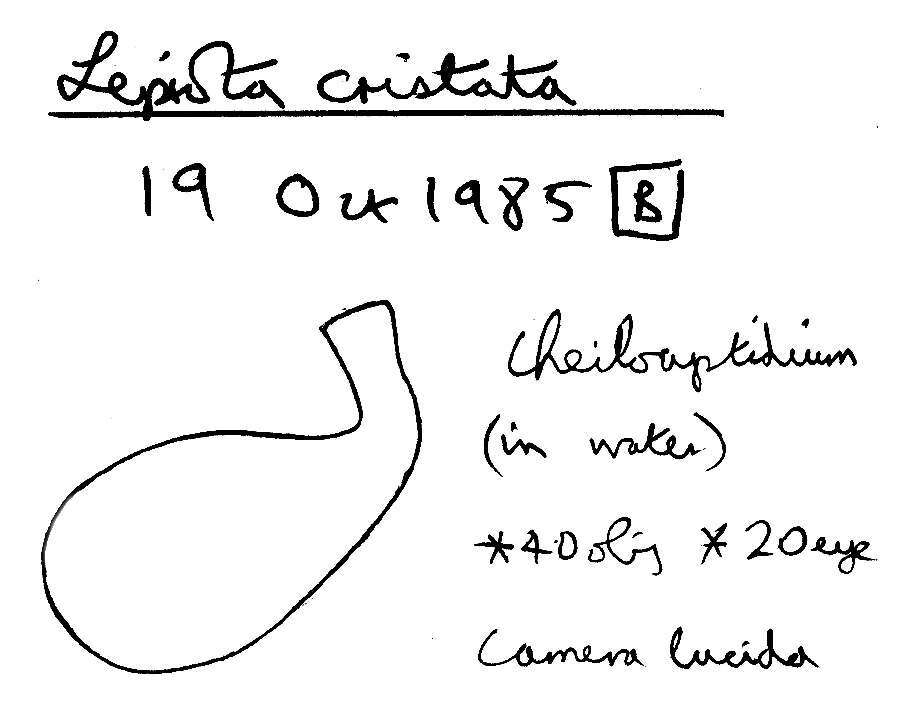 Image of Lepiota cristata (Bolton) P. Kumm. 1871