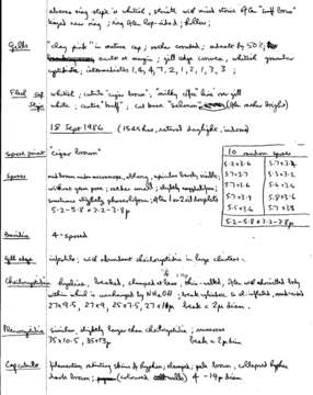 Image de Psathyrella maculata (C. S. Parker) A. H. Sm. 1972