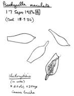Image of Psathyrella maculata (C. S. Parker) A. H. Sm. 1972