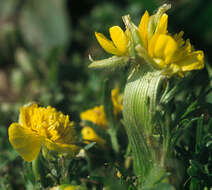 Ranunculus bulbosus L.的圖片