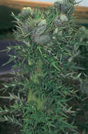 Image of Spear Thistle