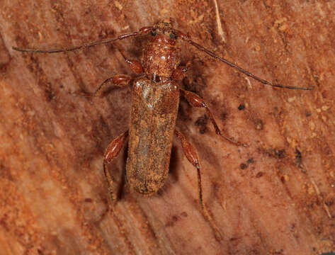 Image of Long-horned beetle