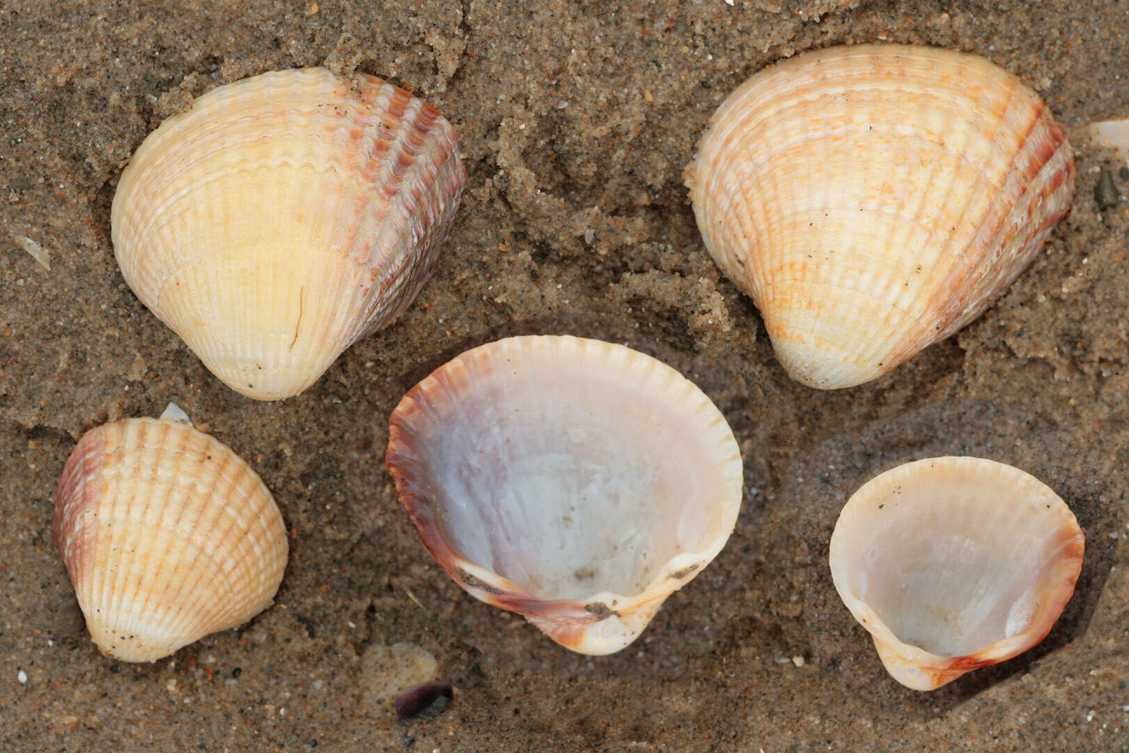 Image of Common cockle