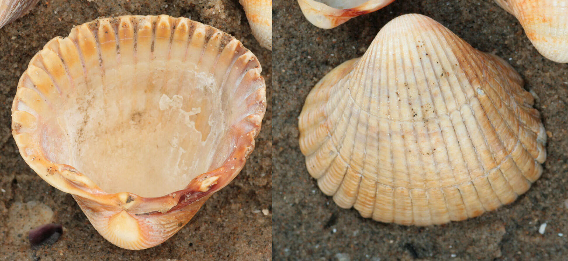 Image of Common cockle