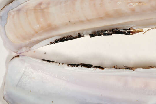 Image of Razor shell