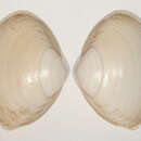 Image of elliptic trough shell