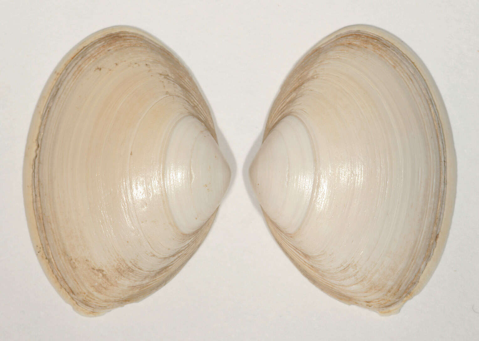 Image of elliptic trough shell