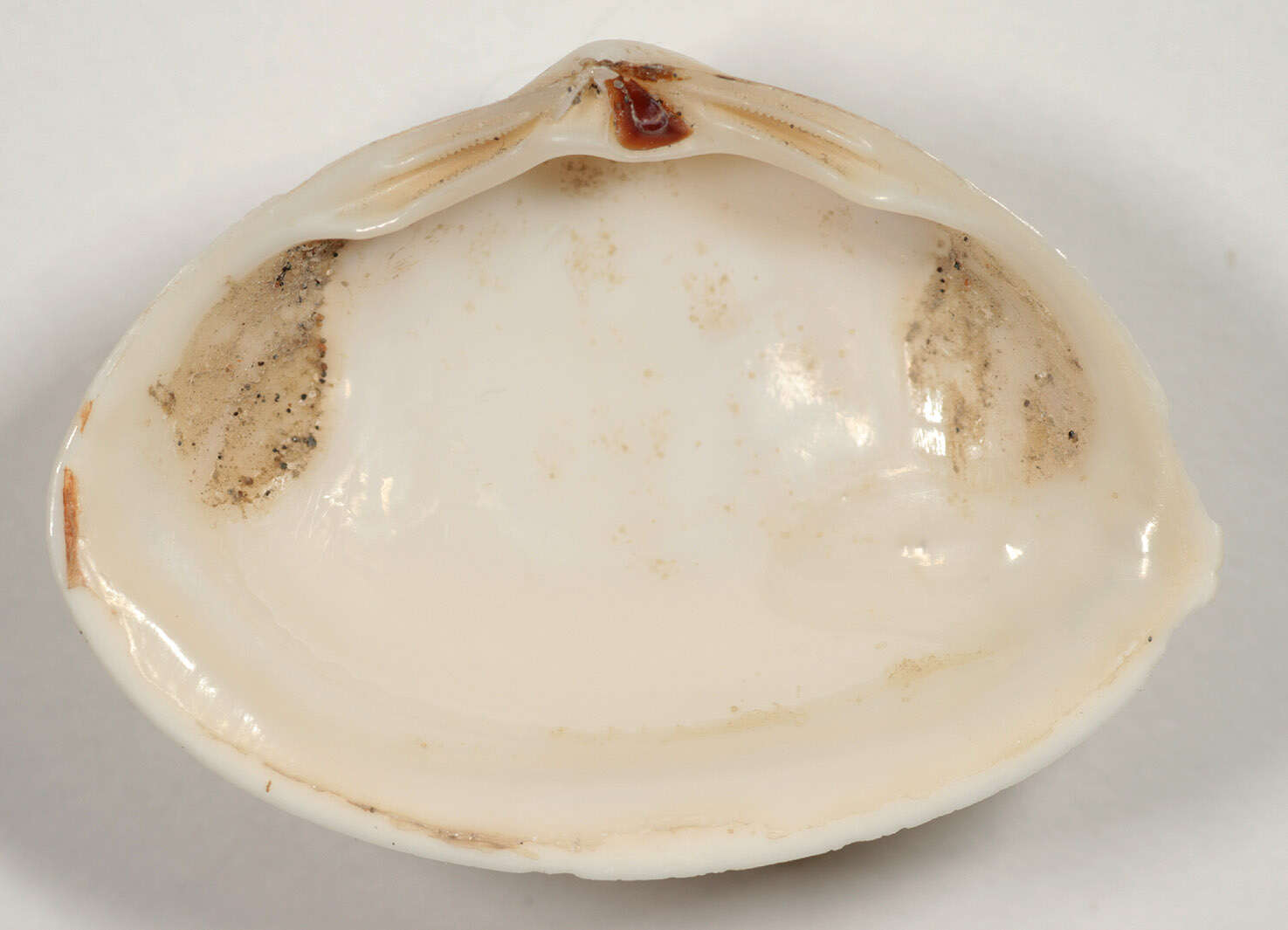 Image of elliptic trough shell