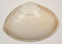 Image of elliptic trough shell