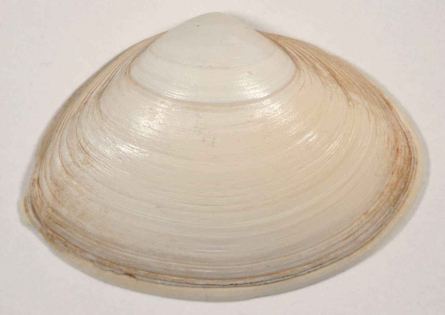 Image of elliptic trough shell