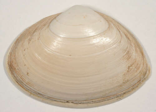 Image of elliptic trough shell