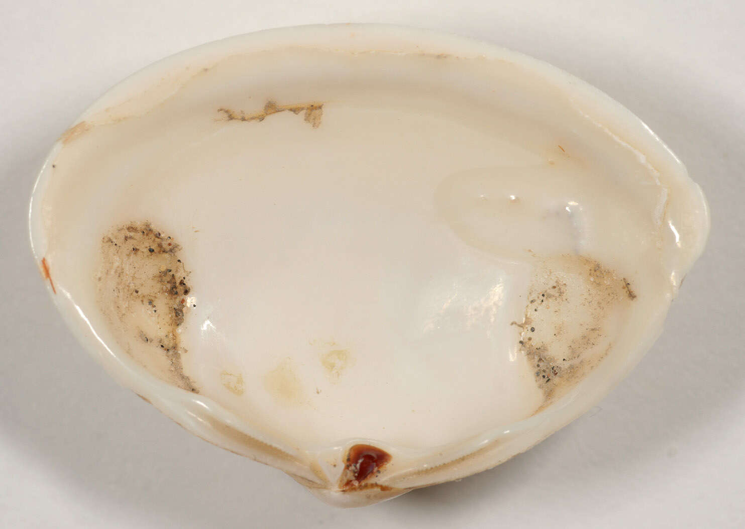 Image of elliptic trough shell