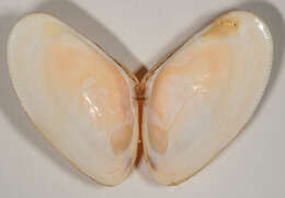 Image of Banded wedge shell