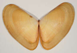 Image of Banded wedge shell