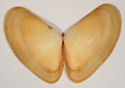 Image of Banded wedge shell