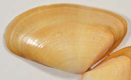 Image of Banded wedge shell