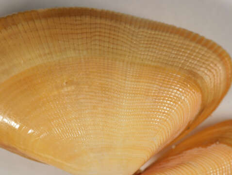 Image of Banded wedge shell