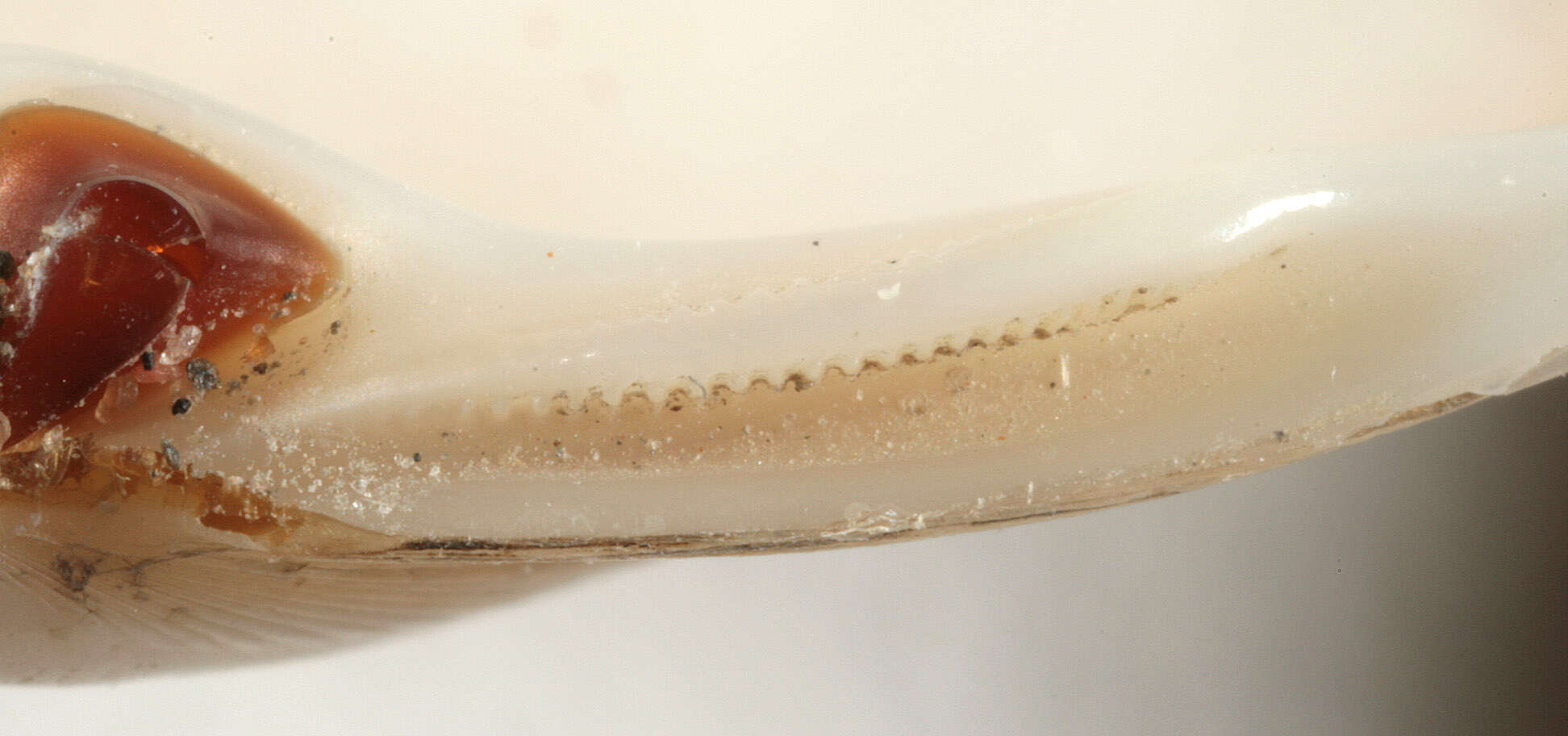 Image of elliptic trough shell