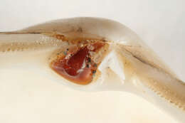 Image of elliptic trough shell