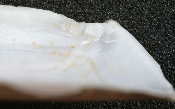 Image of Razor shell