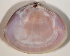 Image of rayed trough clam