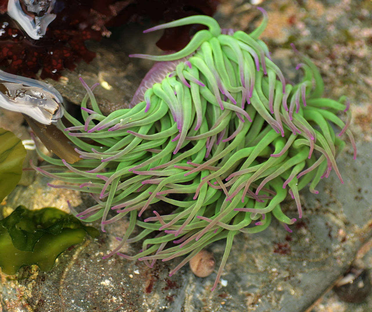 Image of Snakelocks anemone