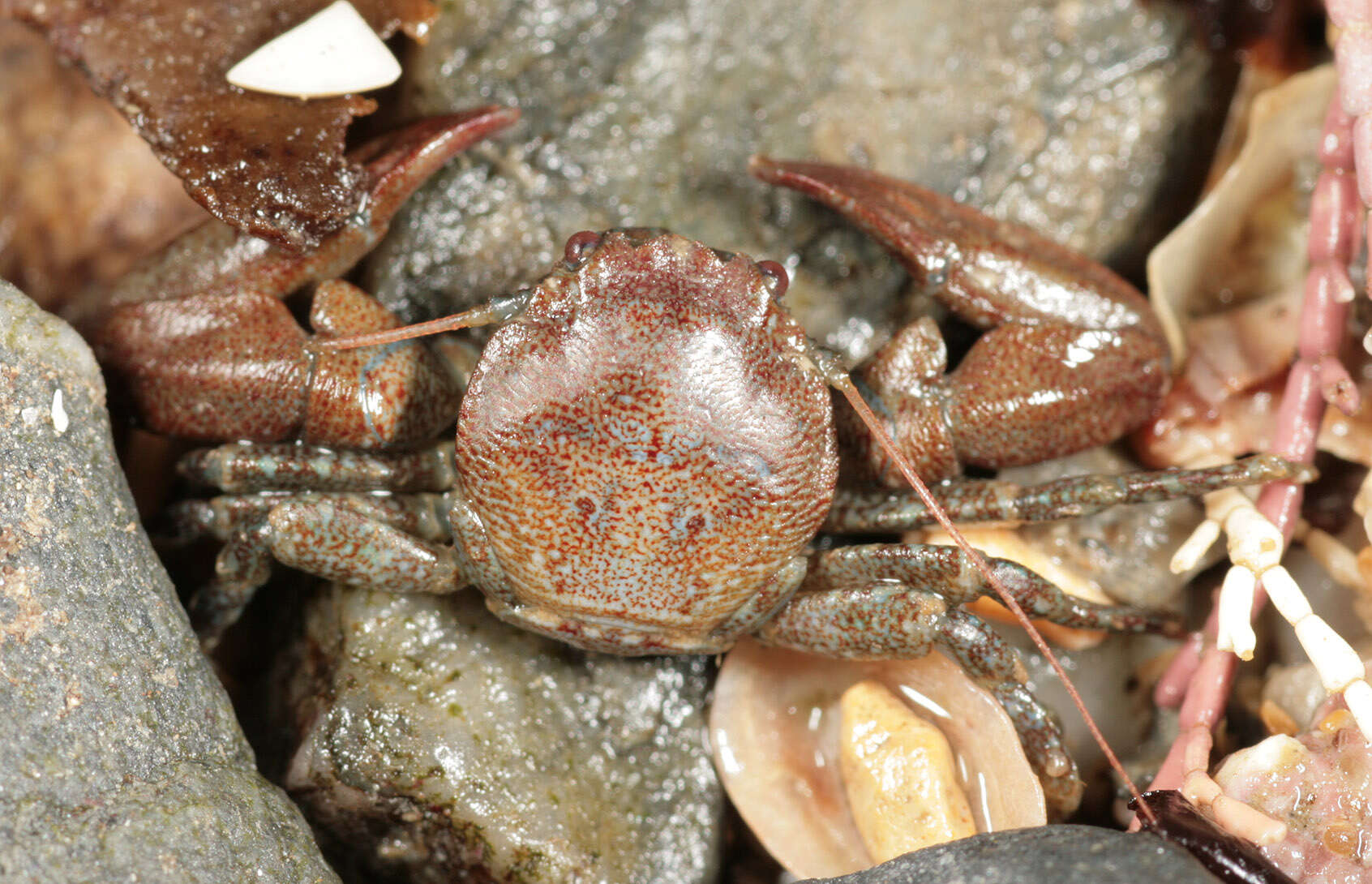 Image of common porcelain crab