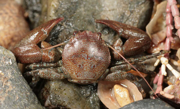 Image of common porcelain crab