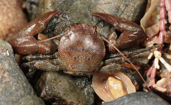 Image of common porcelain crab