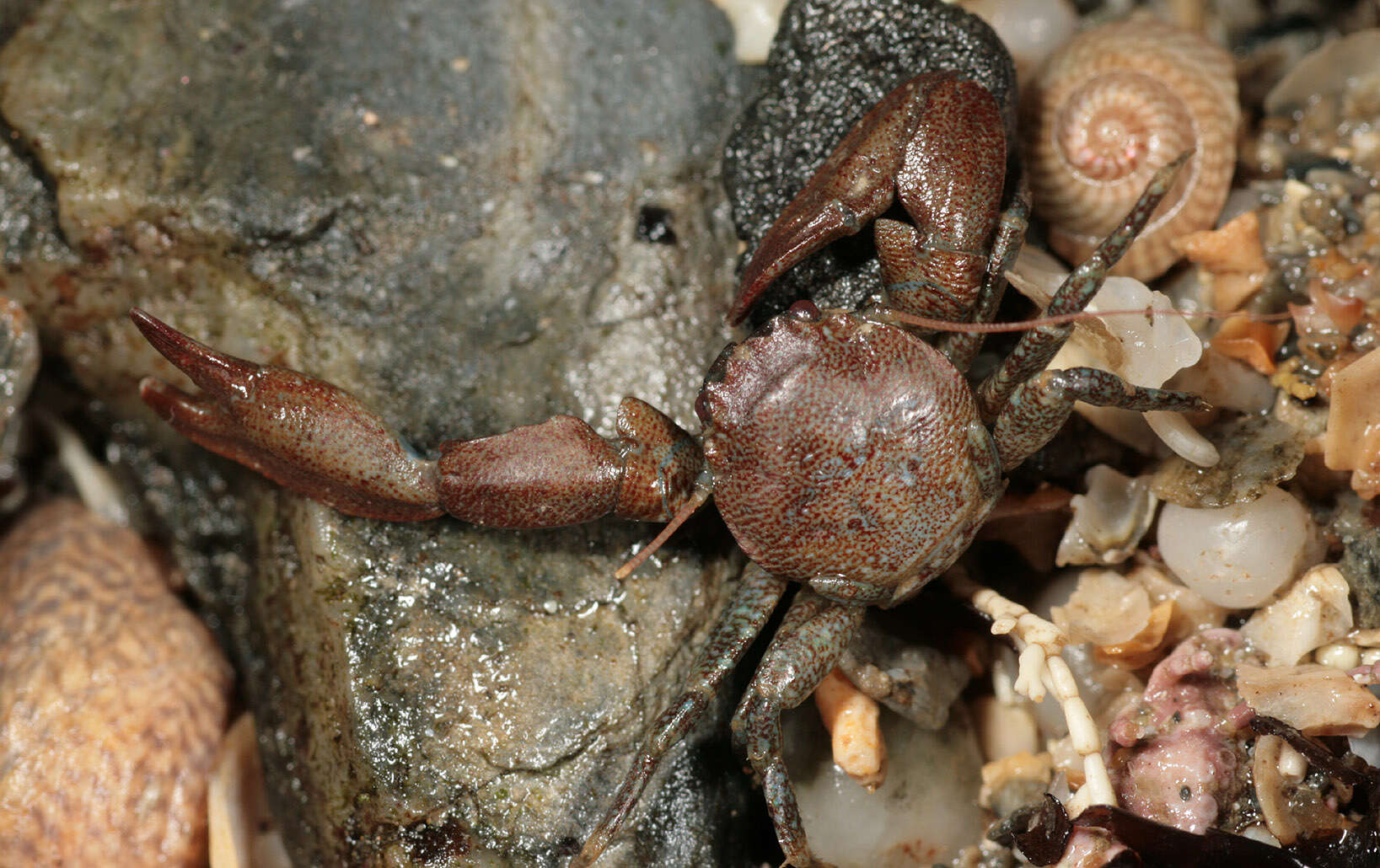 Image of common porcelain crab