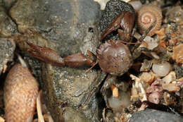 Image of common porcelain crab