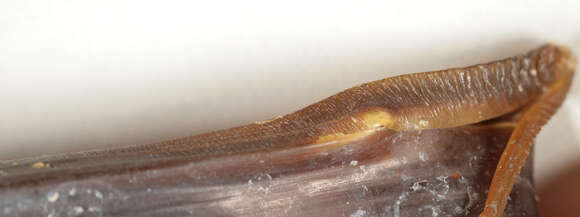 Image of Lesser Spotted Dogfish