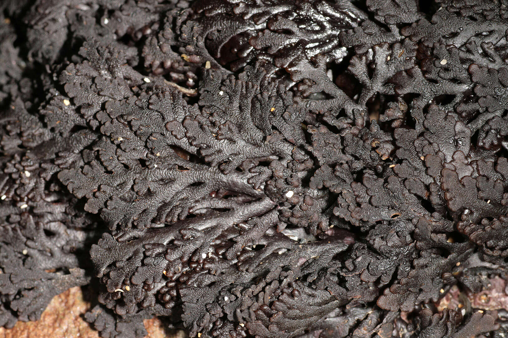 Image of Osmundea pinnatifida