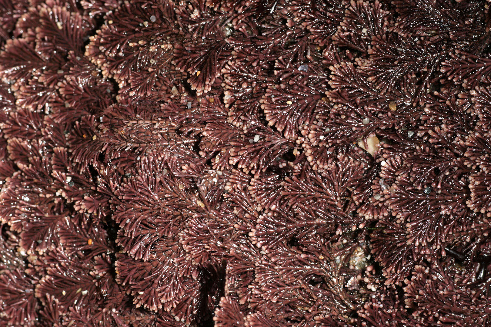 Image of common coral weed